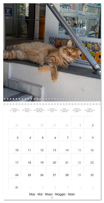 Mediterranean Cats (CALVENDO Monthly Calendar 2027)