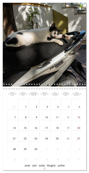 Mediterranean Cats (CALVENDO Monthly Calendar 2027)