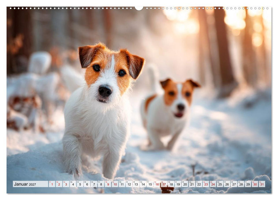 Jack Russell Terrier - Energie auf vier Pfoten (CALVENDO Premium Wandkalender 2027)