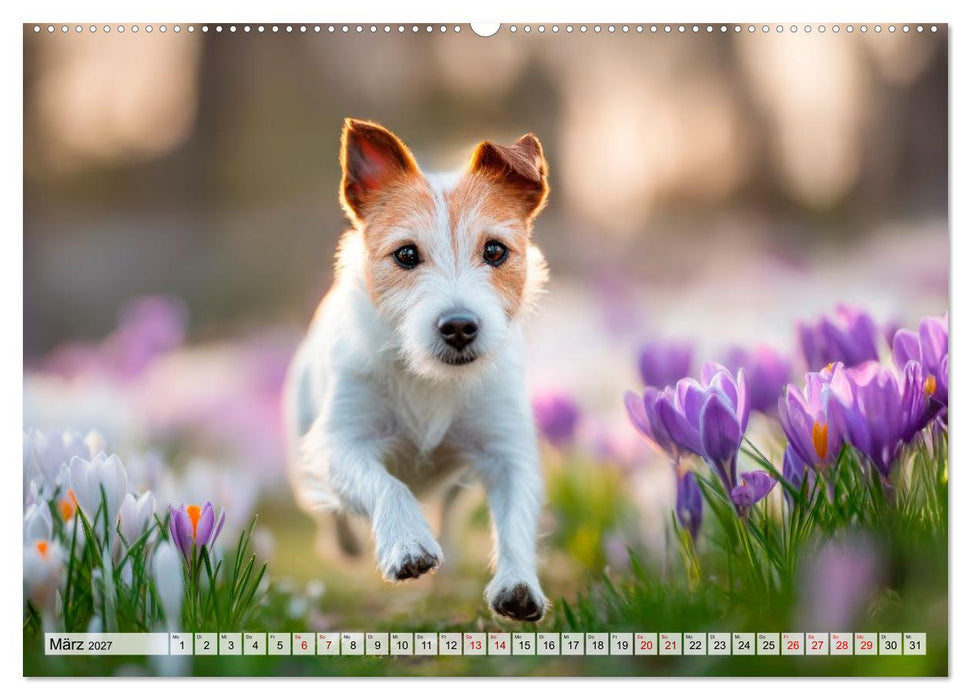 Jack Russell Terrier - Energie auf vier Pfoten (CALVENDO Premium Wandkalender 2027)