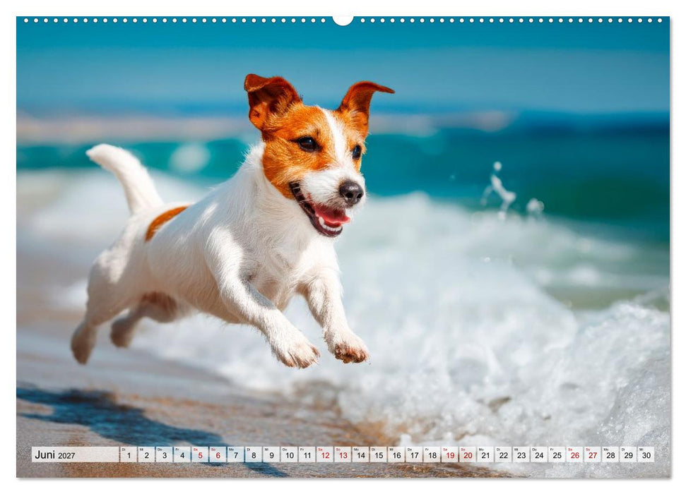Jack Russell Terrier - Energie auf vier Pfoten (CALVENDO Premium Wandkalender 2027)