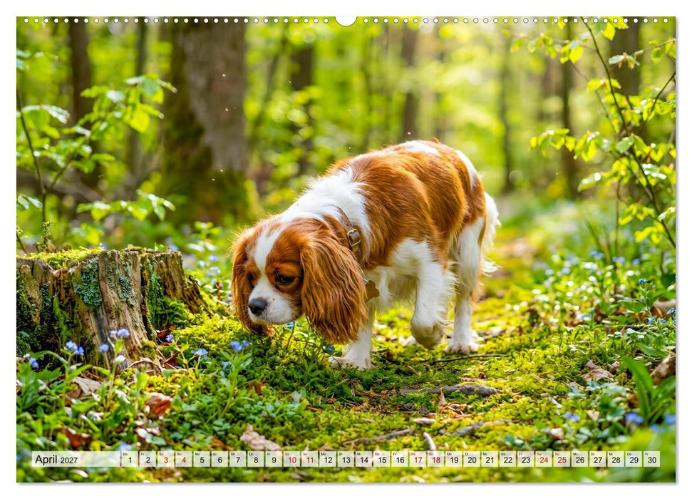Cavalier King Charles Spaniel - Ein Jahr voller Erlebnisse (CALVENDO Premium Wandkalender 2027)
