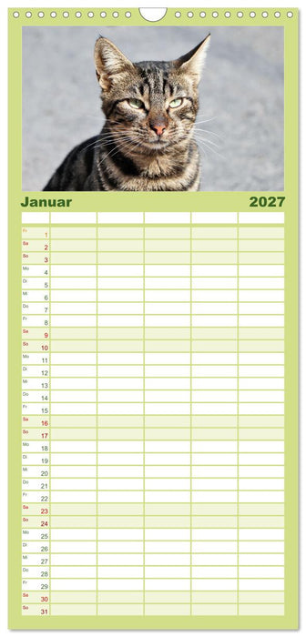 Die Izmir Katzen (CALVENDO Familienplaner 2027)