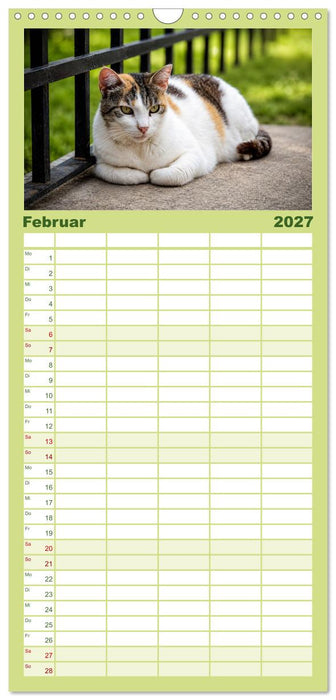 Die Izmir Katzen (CALVENDO Familienplaner 2027)