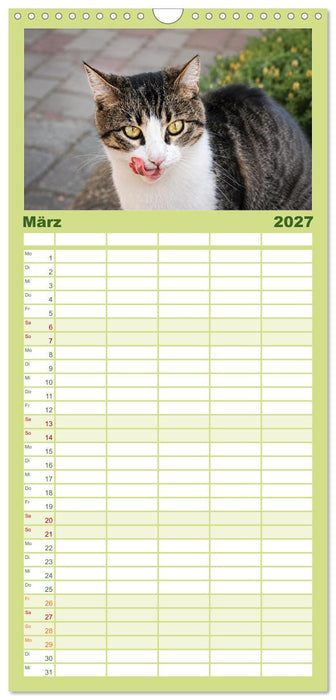 Die Izmir Katzen (CALVENDO Familienplaner 2027)