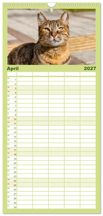 Die Izmir Katzen (CALVENDO Familienplaner 2027)