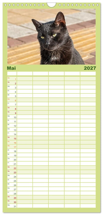Die Izmir Katzen (CALVENDO Familienplaner 2027)