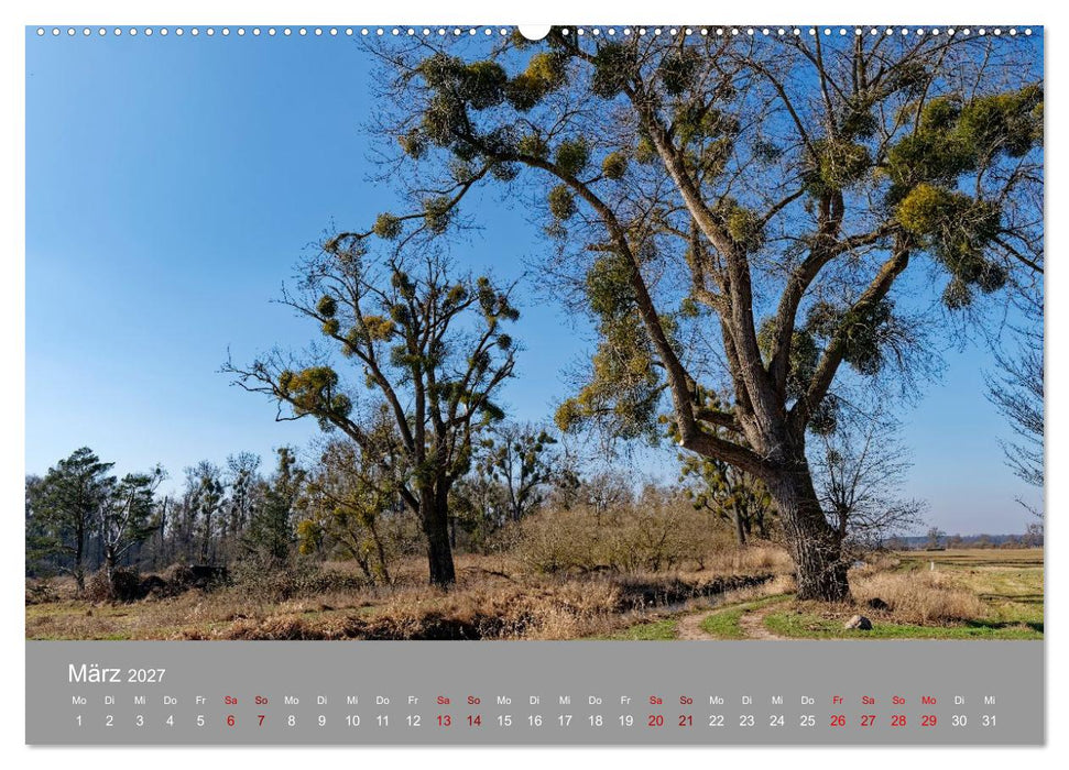 Naturerlebnis im Biosphärenreservat Drömling (CALVENDO Wandkalender 2027)