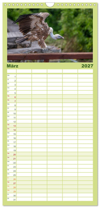 Greifvögel in Aktion - Dynamische Flugbilder und Porträts (CALVENDO Familienplaner 2027)