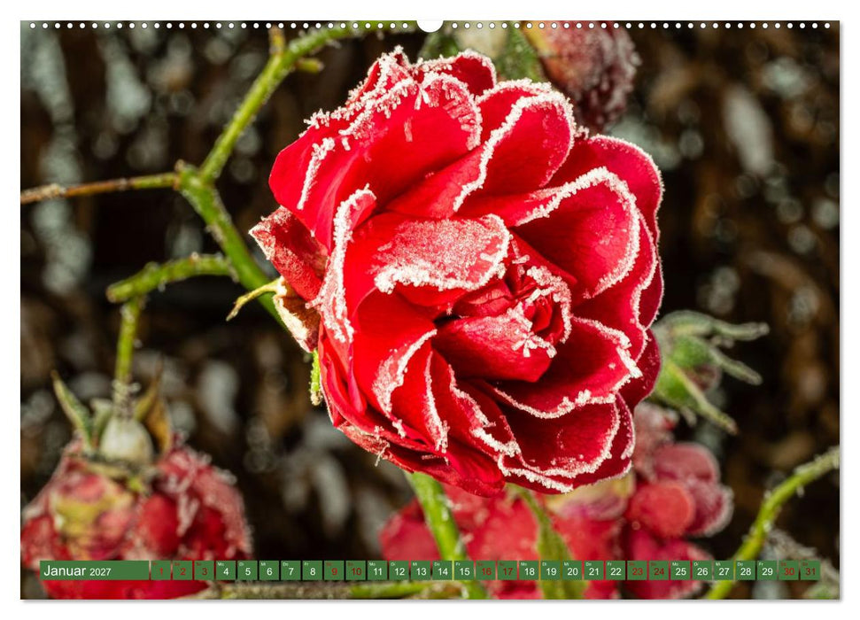 Floraler Augenschmaus Zuhaus (CALVENDO Premium Wandkalender 2027)