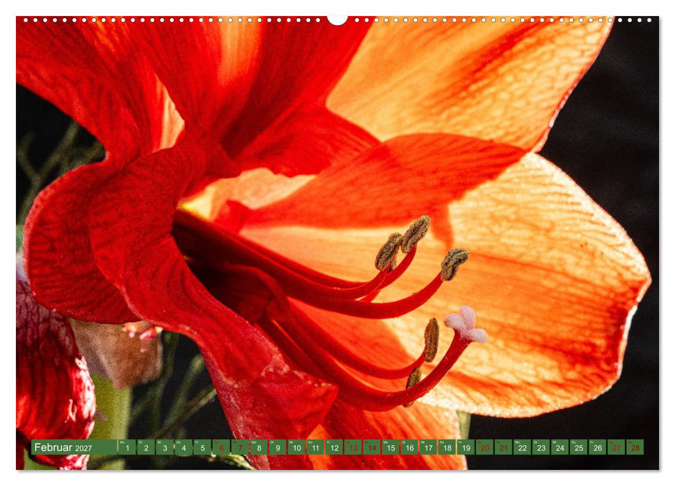 Floraler Augenschmaus Zuhaus (CALVENDO Premium Wandkalender 2027)