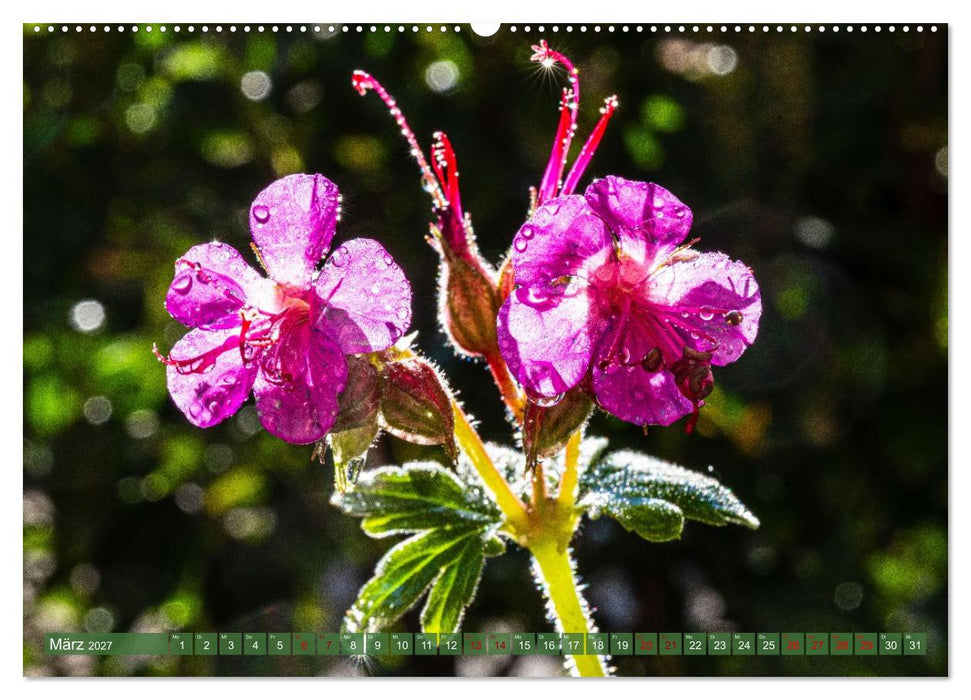 Floraler Augenschmaus Zuhaus (CALVENDO Premium Wandkalender 2027)