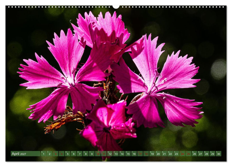 Floraler Augenschmaus Zuhaus (CALVENDO Premium Wandkalender 2027)