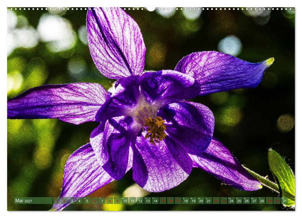Floraler Augenschmaus Zuhaus (CALVENDO Premium Wandkalender 2027)