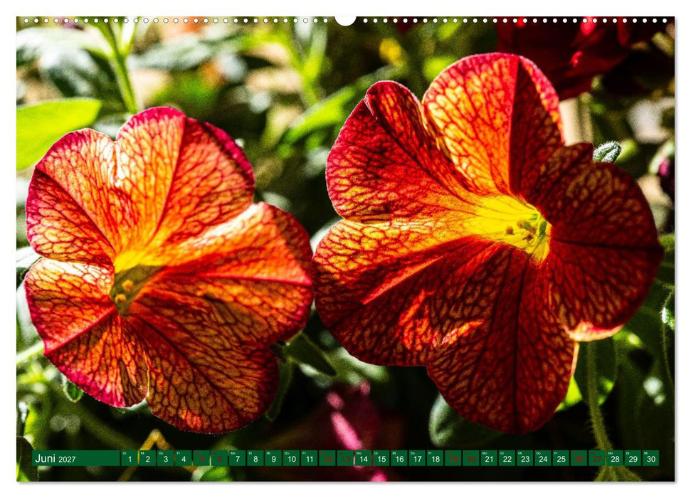 Floraler Augenschmaus Zuhaus (CALVENDO Premium Wandkalender 2027)