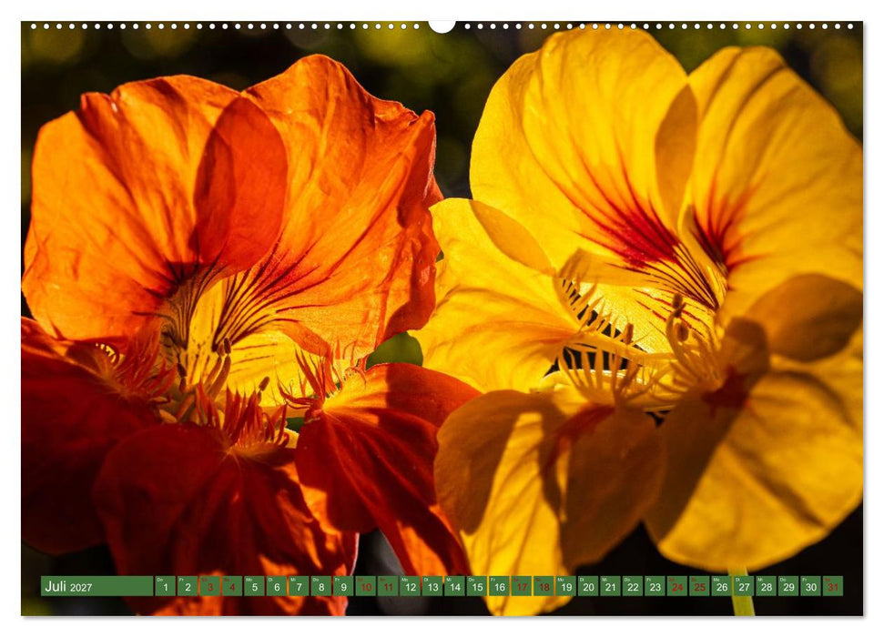 Floraler Augenschmaus Zuhaus (CALVENDO Premium Wandkalender 2027)