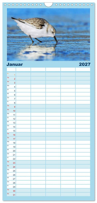 Limikolen - Watvögel aus Europa (CALVENDO Familienplaner 2027)
