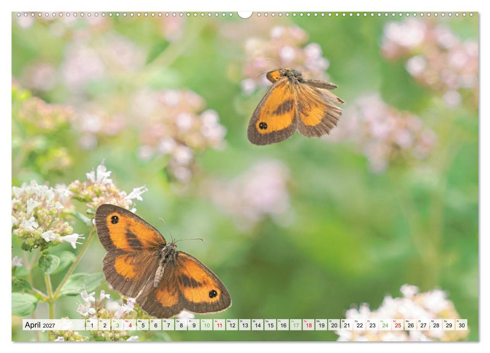 Fliegende Schmetterlinge (CALVENDO Premium Wandkalender 2027)