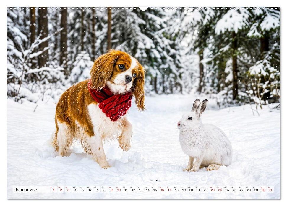 Cavalier King Charles Spaniel - Ein Jahr voller Erlebnisse (CALVENDO Wandkalender 2027)