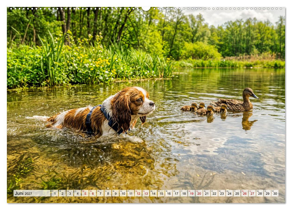 Cavalier King Charles Spaniel - Ein Jahr voller Erlebnisse (CALVENDO Wandkalender 2027)