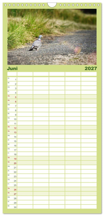 Ringeltauben, Boten der Gelassenheit (CALVENDO Familienplaner 2027)