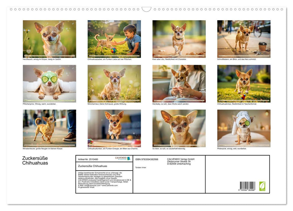 Zuckersüße Chihuahuas (CALVENDO Wandkalender 2027)