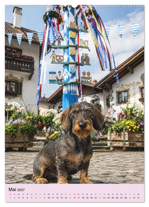 Dackelliebe auf Bayerisch (CALVENDO Wandkalender 2027)