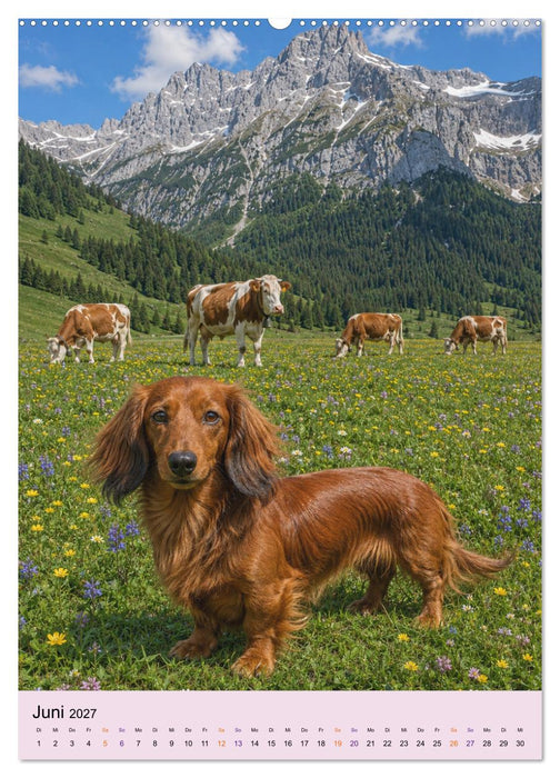 Dackelliebe auf Bayerisch (CALVENDO Wandkalender 2027)