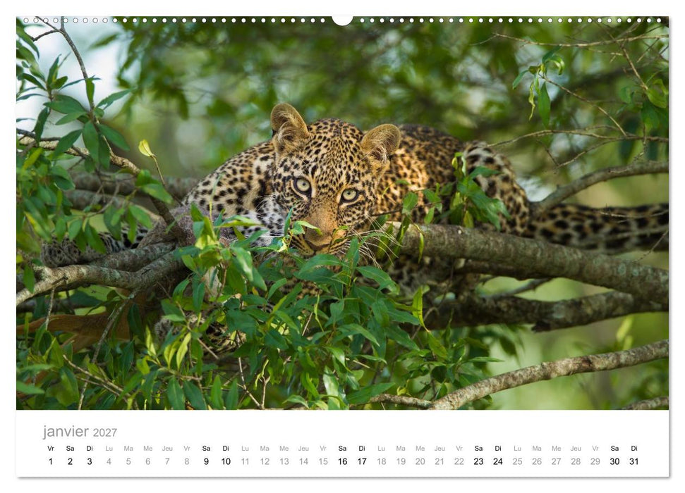 Afrique – Photographie animalière (CALVENDO Calendrier supérieur 2027)