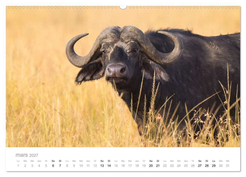 Afrique – Photographie animalière (CALVENDO Calendrier supérieur 2027)