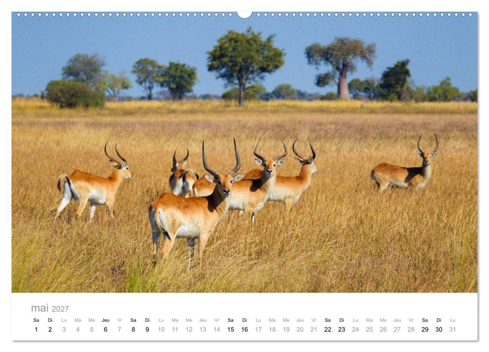 Afrique – Photographie animalière (CALVENDO Calendrier supérieur 2027)
