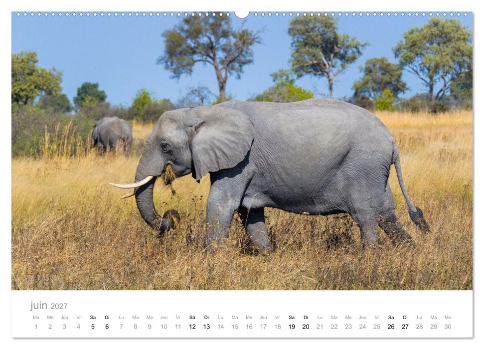 Afrique – Photographie animalière (CALVENDO Calendrier supérieur 2027)