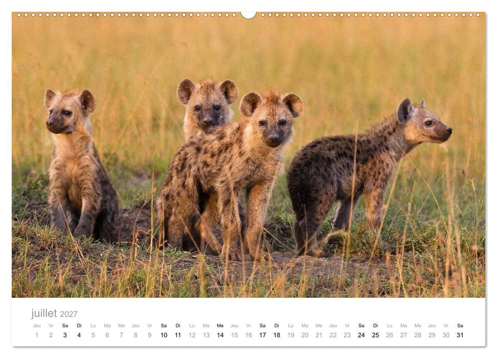 Afrique – Photographie animalière (CALVENDO Calendrier supérieur 2027)