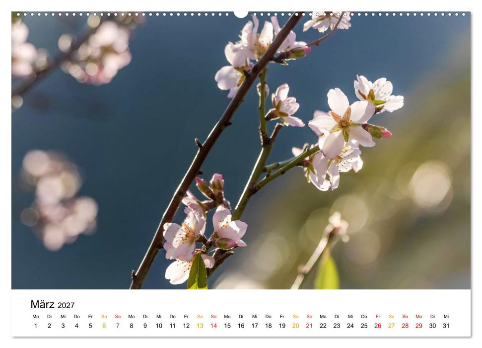 Mallorca zur Mandelblüte (CALVENDO Wandkalender 2027)