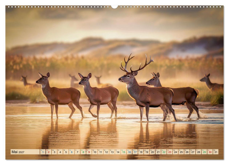 Hirsch Sichtungen (CALVENDO Premium Wandkalender 2027)