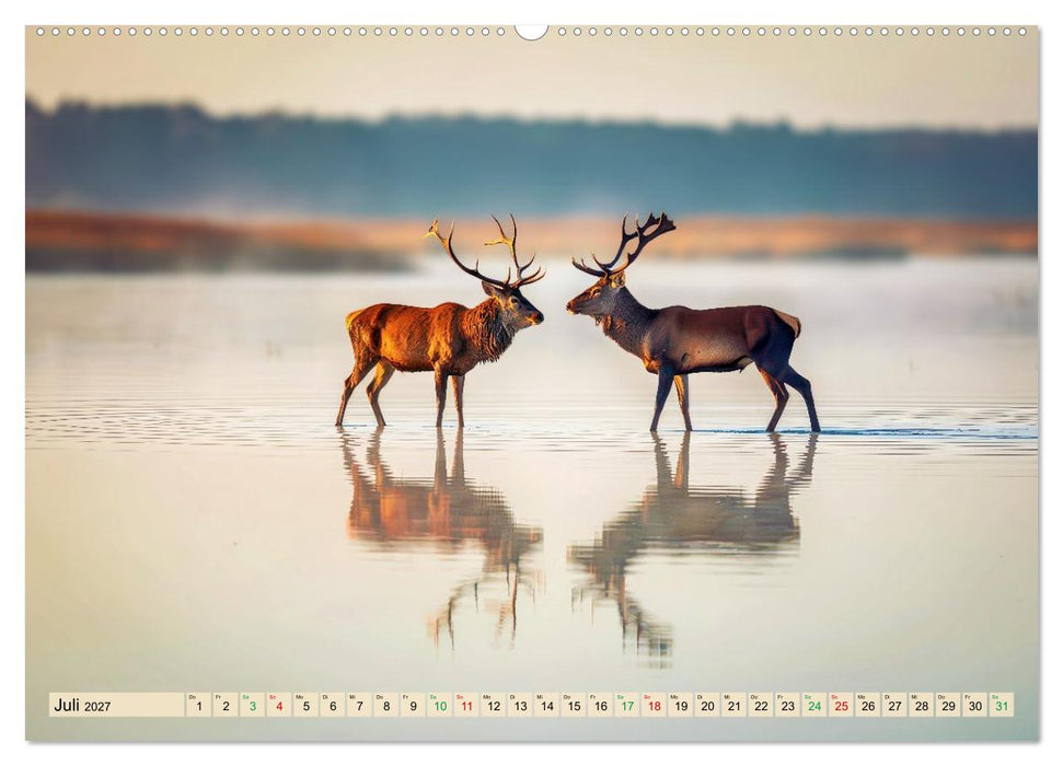 Hirsch Sichtungen (CALVENDO Premium Wandkalender 2027)