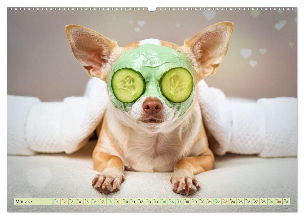 Zuckersüße Chihuahuas (CALVENDO Premium Wandkalender 2027)