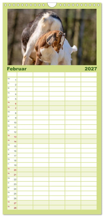 Albziegen (CALVENDO Familienplaner 2027)