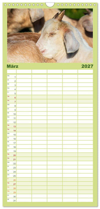 Albziegen (CALVENDO Familienplaner 2027)