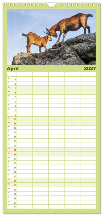 Albziegen (CALVENDO Familienplaner 2027)