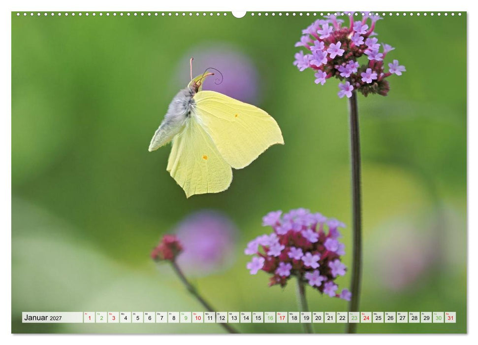 Fliegende Schmetterlinge (CALVENDO Wandkalender 2027)