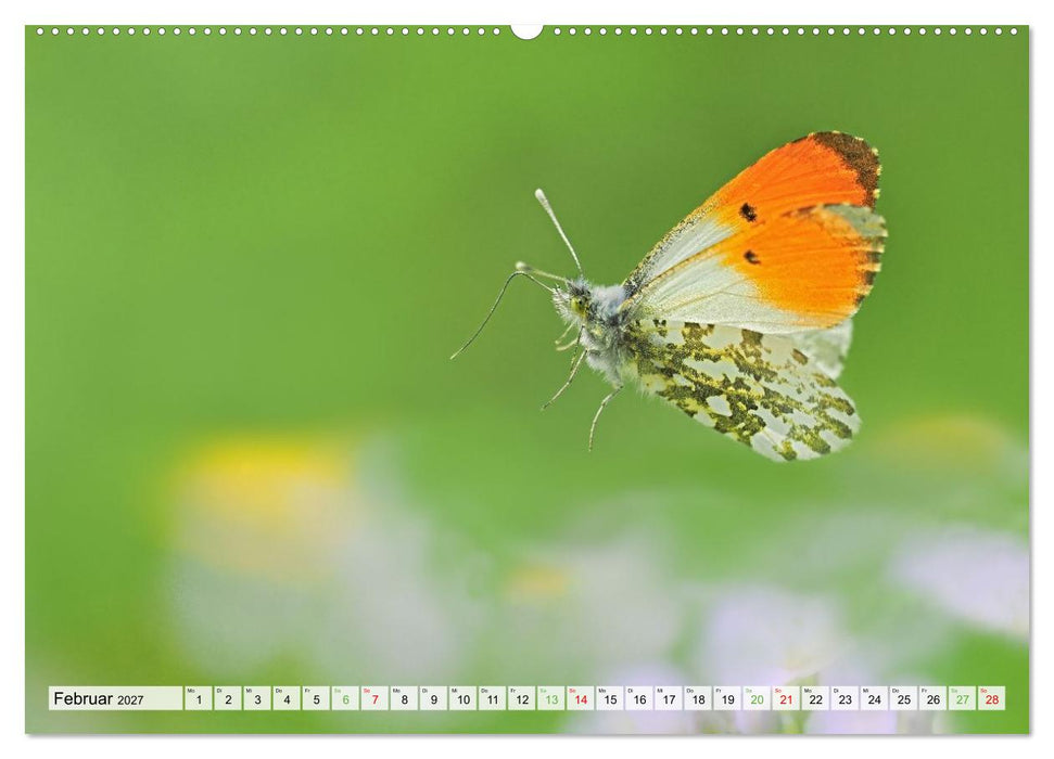 Fliegende Schmetterlinge (CALVENDO Wandkalender 2027)