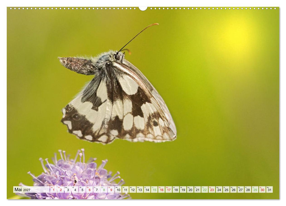 Fliegende Schmetterlinge (CALVENDO Wandkalender 2027)