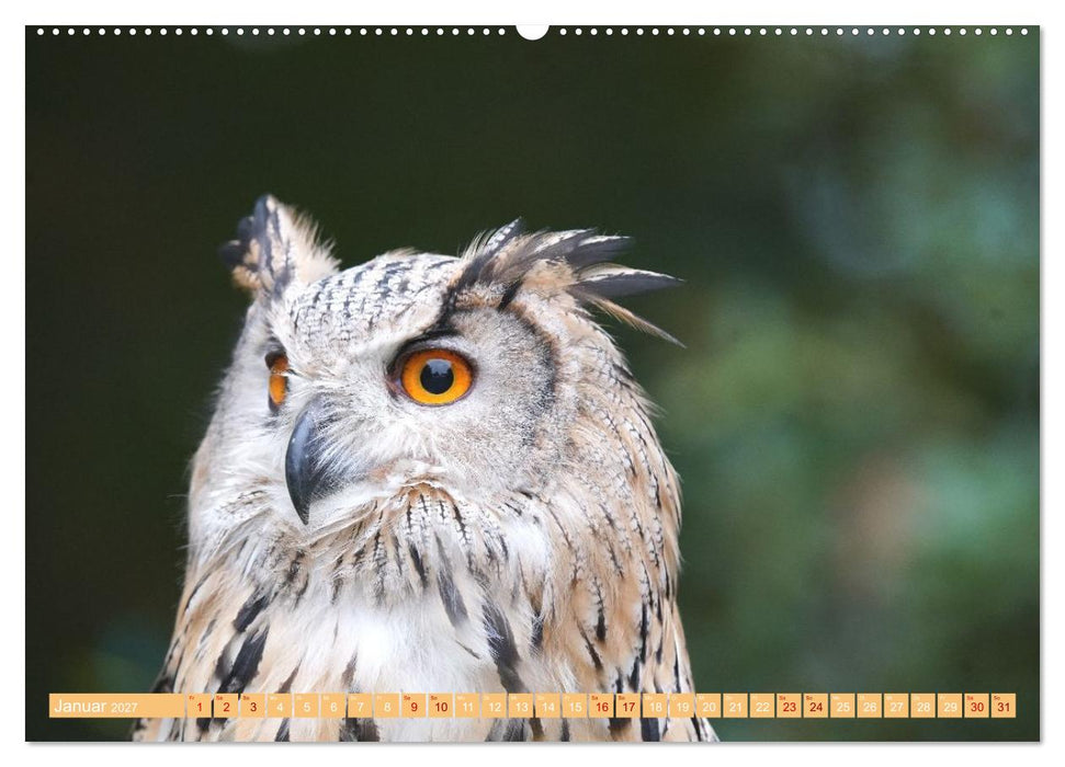 Die Stars der Falknerei (CALVENDO Premium Wandkalender 2027)