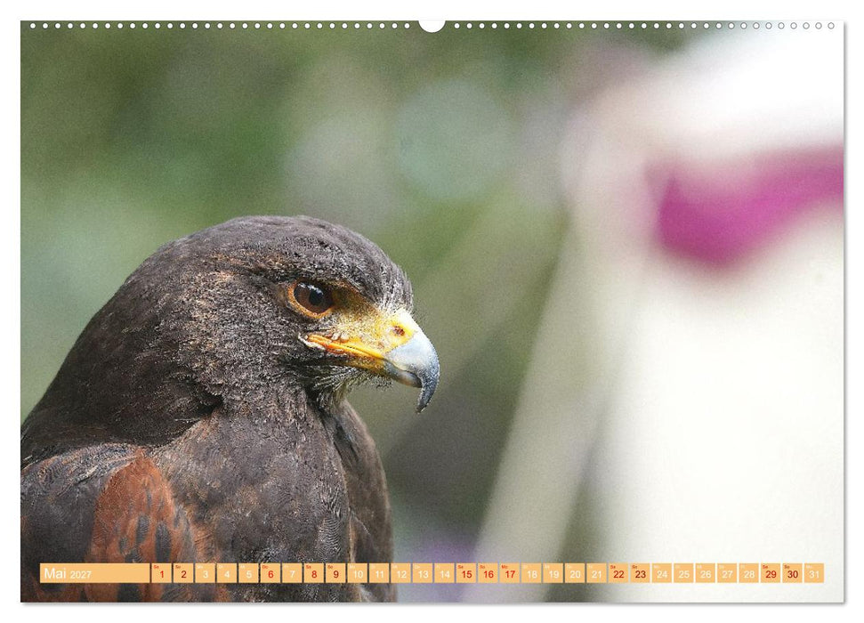 Die Stars der Falknerei (CALVENDO Premium Wandkalender 2027)