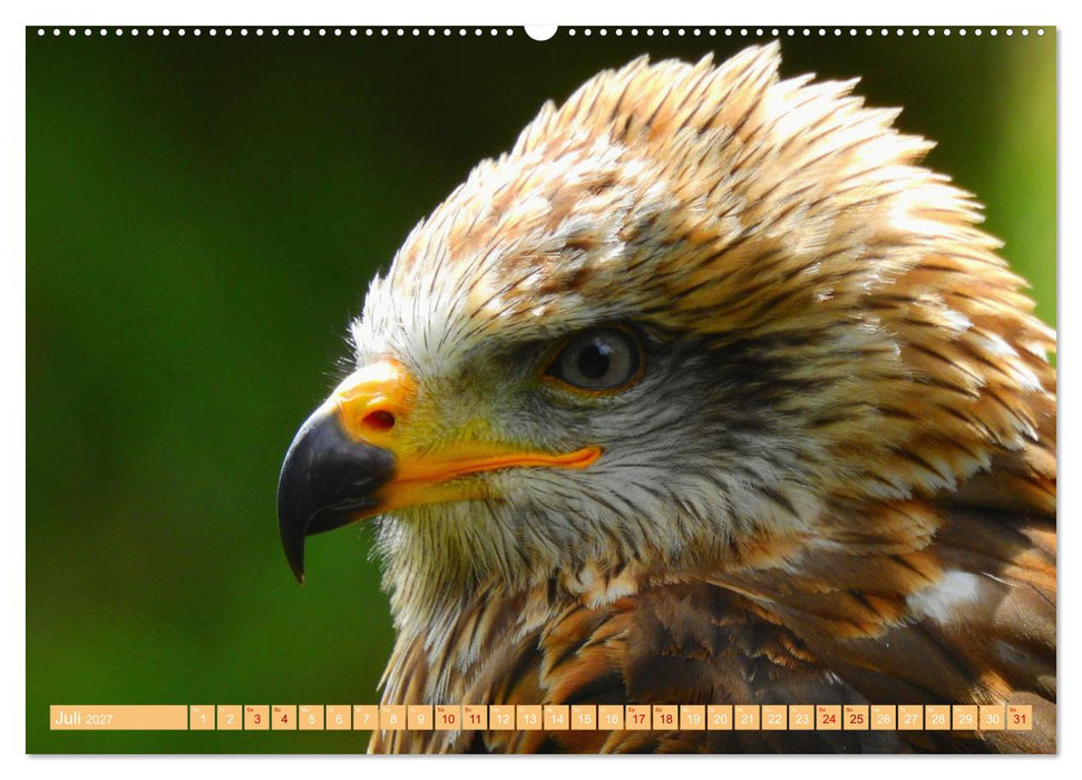 Die Stars der Falknerei (CALVENDO Premium Wandkalender 2027)