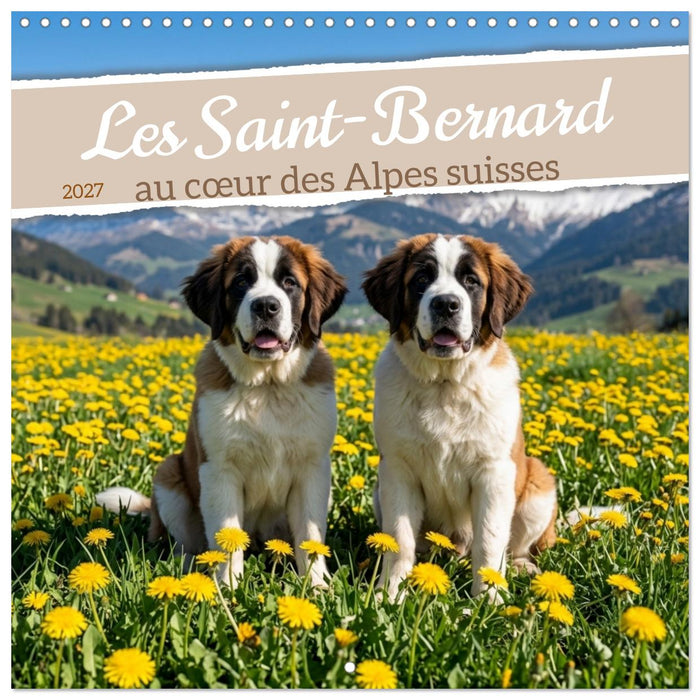 Les Saint-Bernard au cœur des Alpes suisses (CALVENDO Calendrier mensuel 2027)