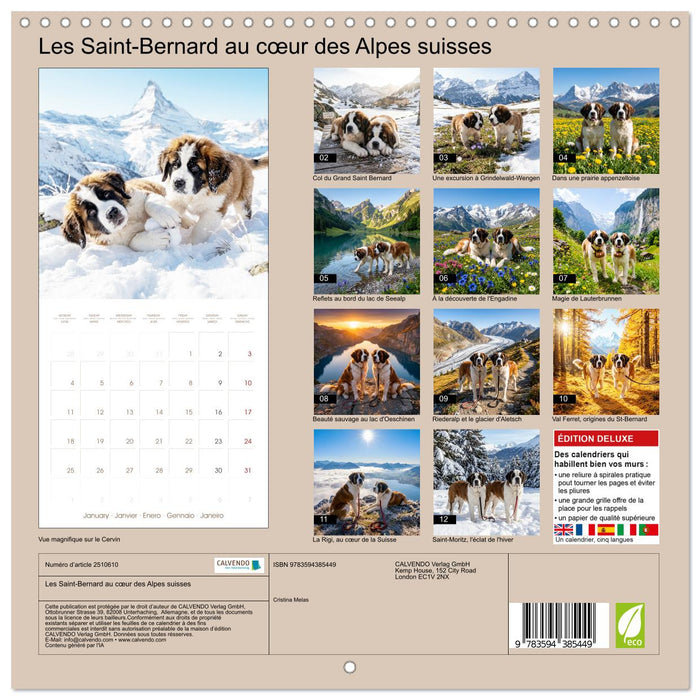 Les Saint-Bernard au cœur des Alpes suisses (CALVENDO Calendrier mensuel 2027)