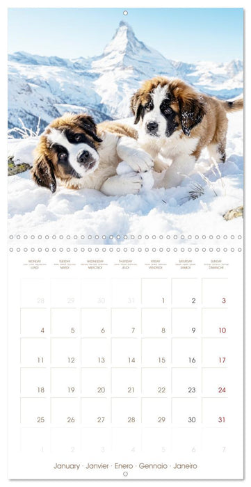 Les Saint-Bernard au cœur des Alpes suisses (CALVENDO Calendrier mensuel 2027)