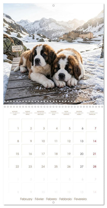 Les Saint-Bernard au cœur des Alpes suisses (CALVENDO Calendrier mensuel 2027)
